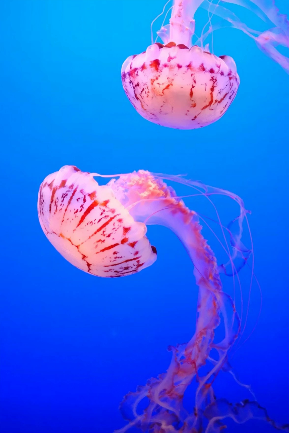 Two jellyfish in deep blue — source first frame