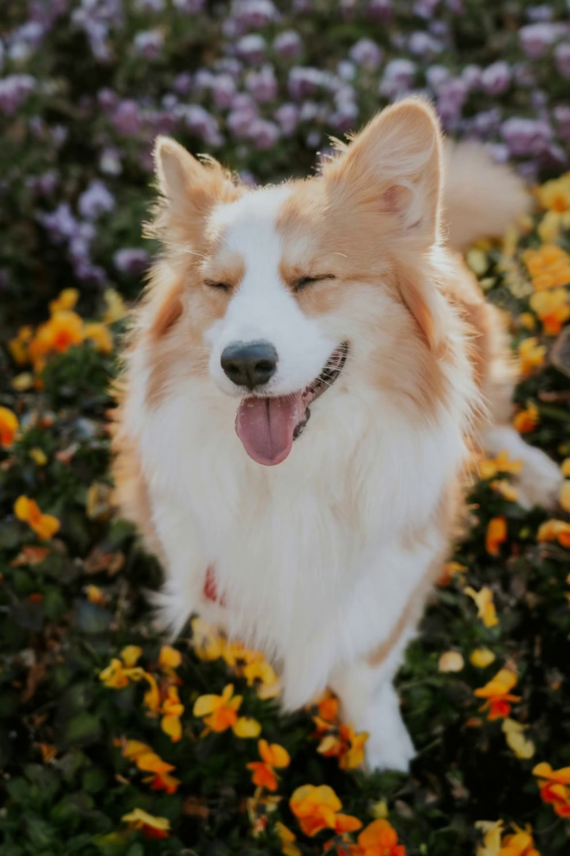 Sun-dappled puppy — source first frame